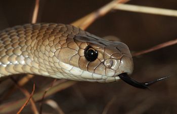Book Snake Detection and Avoidance