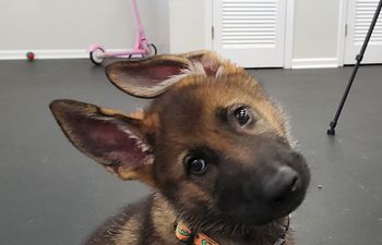 Book Puppy Love Seminar