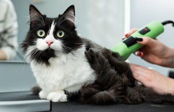 Book Grooming: CAT - Shave & Nail Trim - $40 (BATH NOT INCLUDED)