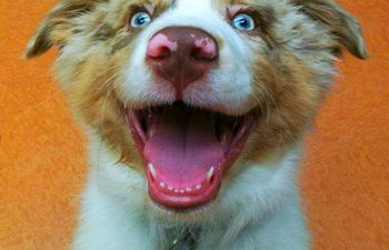 Book Puppy Manners & Positive Play (2/11/26) 6:00 pm* NO CLASS March 4th