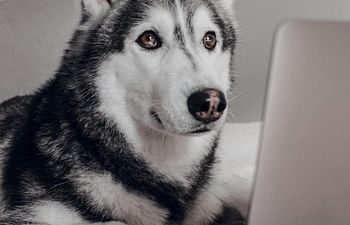 Book Dog Body Language Webinar