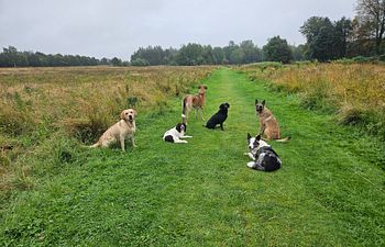 Book Practice Recall  & Impulse Control (Including emergency stop protocols)