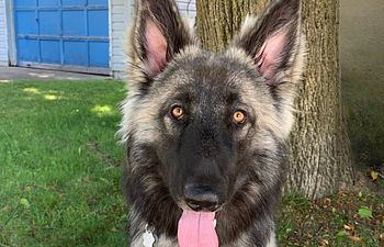 Book Mentorship & Professional Development- Elite 