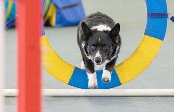 Book Agility Hall Rental (30 Minutes)