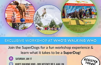 Book Ajax-Super Dogs Workshop