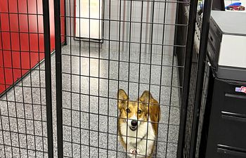 Book Full Throttle Haven  - Outside Access (1 Dog) - 5X8