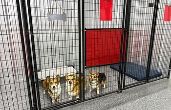 Book Pit Crew Palace - Extra Large Suite (3 Dogs)