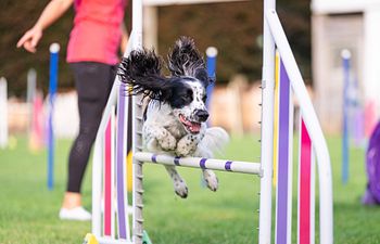 Book Finding Lines - Agility Workshop