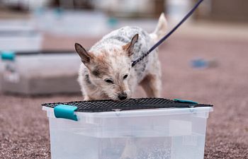 Book Scent | Level 3-4 | Intermediate - Advanced