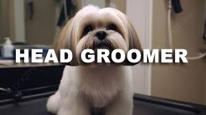 Book GROOMING: Shave & A Haircut - Head Groomer (Medium to Long Coats) - 1 - *SMALL DOG* (Up_to_14lbs) - $65+ (SHAVE INCLUDED)