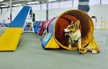 Book Private Agility Training