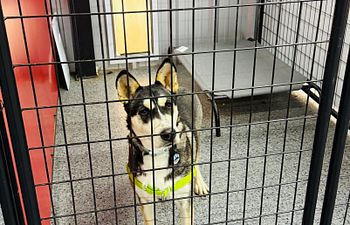 Book Full Throttle Haven  - Outside Access (1 Dog) - 5X8