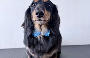 Book Full Groom + De-Shed Extra Small Dogs 0—15 lbs