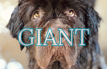 Book (I) 116-200lb + | Giant Groom