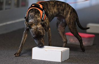 Book NT204 Nose Work Working with Odor - Petaluma