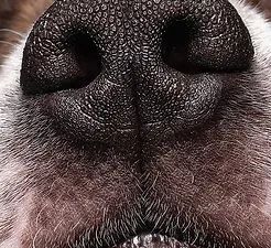 Book Introduction to K9 Nose Work®