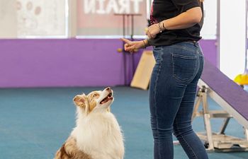 Book Introduction to dog training workshop 
