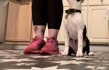 Book Intro to Dog Sports