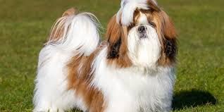 Book MED/LONG COAT - FULL HAIRCUT - Bath/Nails/Full Body Haircut of Choice - 2 - *MEDIUM DOG* (15_to_34lbs) - $80+ (FULL HAIRCUT INCLUDED)