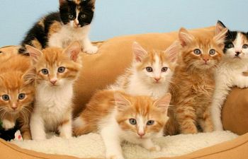 Book PC401 Kittens 101 Workshop