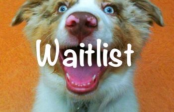 Book Puppy Manners & Positive Play