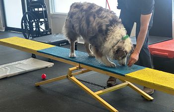 Book 30 Minute Private Agility Lesson with Dana M. 