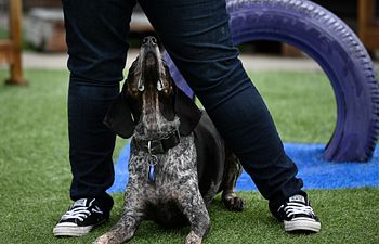 Book One-on-One Training with a Certified Dog Trainer