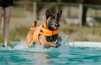 Book Intro to Dock Diving 
