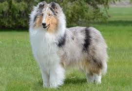 Book DE-SHED LONG COAT: De-shed, Bath, Nails & Tidy (Double Coats) - 3 - *LARGE DOG* (35_to_49bs) - $115+ (DESHED AND TRIM INCLUDE, FULL HAIRCUT NOT INCLUDED)