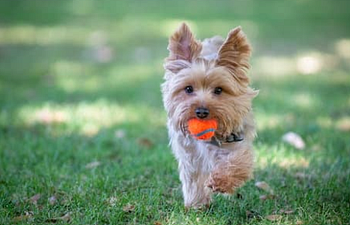 Book Fetch: Novice & Intermediate (5 Week)