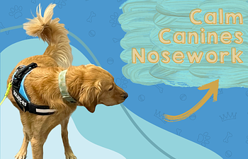 Book Calm Canines Nose Work - Nose Navigators