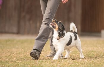 Book Competition Obedience | Level 1-3 | Intro - Intermediate