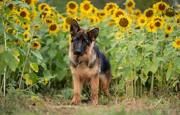 Book Group Practice Class | Puppy & Novice Leash Skills