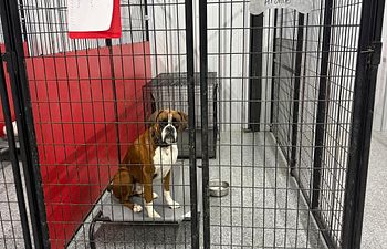 Book Pit Crew Palace - Extra Large Suite (1 Dog) 