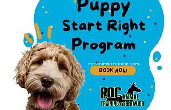 Book Puppy Start Right Lesson