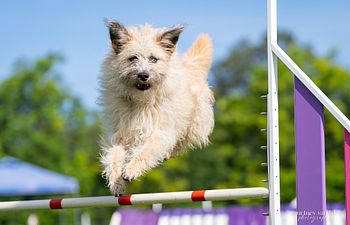 Book Intro to Agility