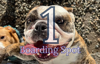 Book (1) Overnight for one Dog