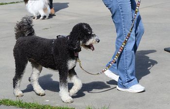 Book CT207 Companion Dog 5