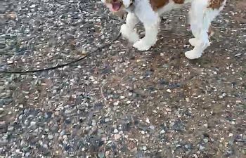 Book Tails & Trails: Hiking & Recall 2