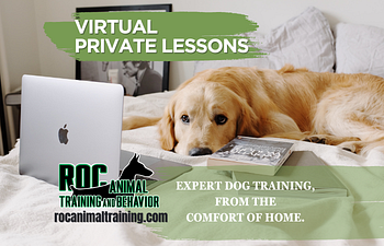 Book Virtual Private Lesson