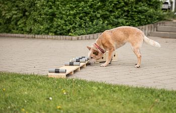 Book Scent | Level 2 | Beginner