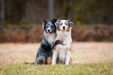 Book Semi Private Agility Lesson (2 dogs)- 1 hour