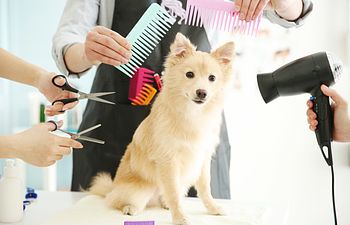 Book Grooming: TRAINING PRACTICE_GROOM (Puppies or Grooming Training)