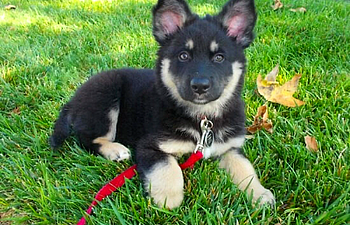 Book Puppy