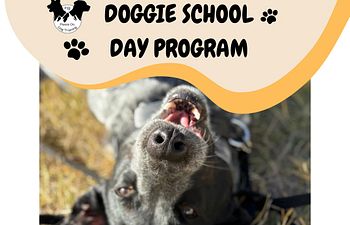 Book Doggie School