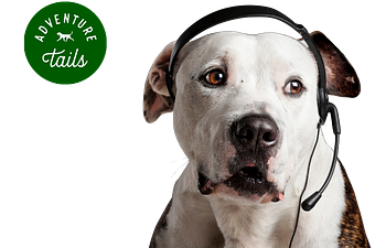 Book Free Phone Consult 