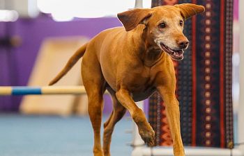 Book Agility Foundation Level 1 taught by Katie Cohen