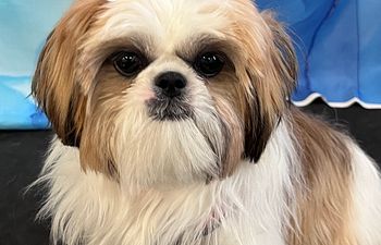 Book Private Lesson | Puppy | At Facility (25 min)