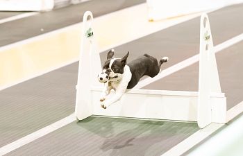 Book Flyball Class