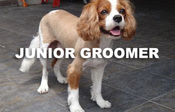 Book GROOMING: Shave & A Haircut - Junior Groomer (Medium to Long Coats) - 2 - *MEDIUM DOG* (15_to_34lbs) - $70+ (SHAVE INCLUDED)